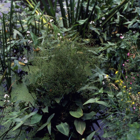 pond-plants